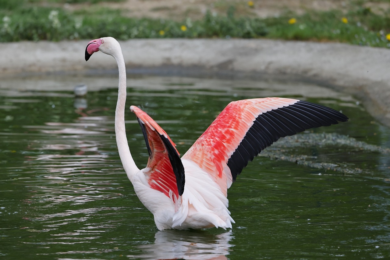 flamingi dlaczego są różowe