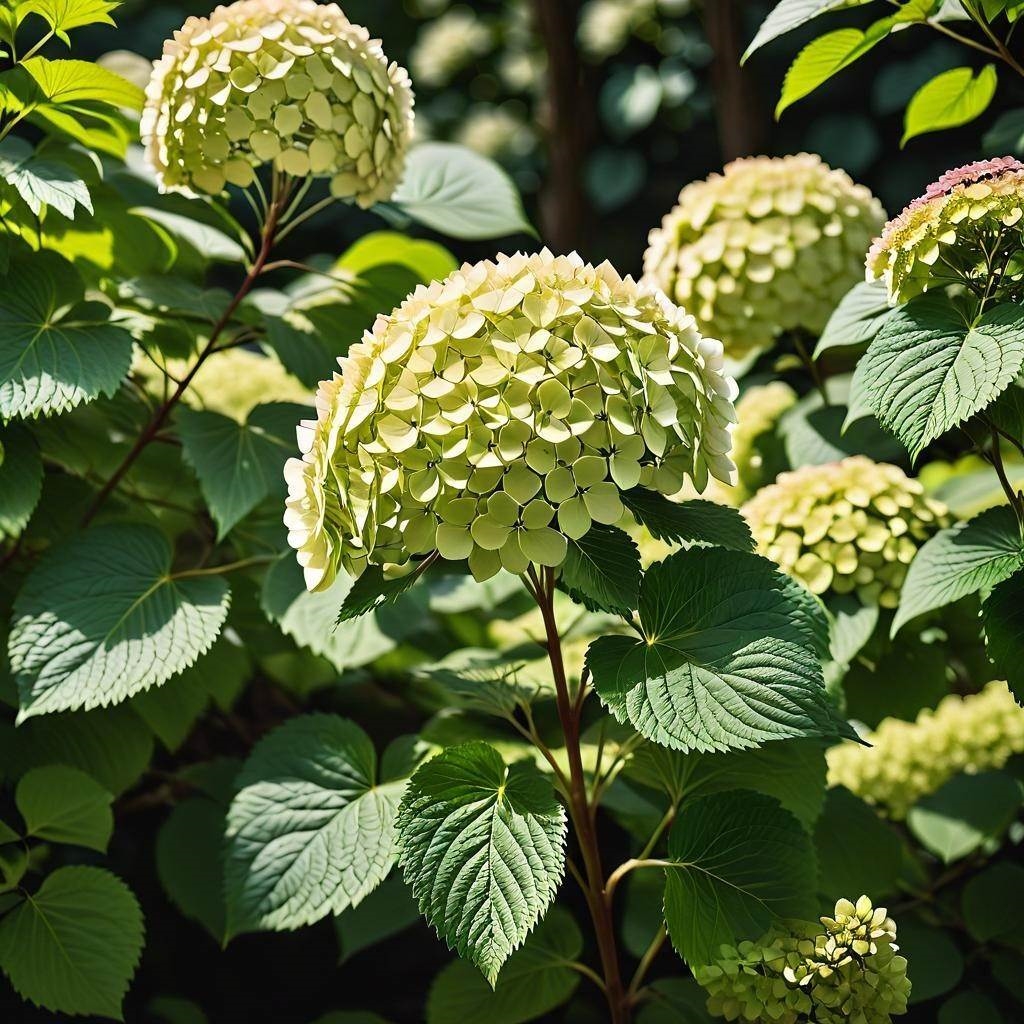 Jak przyciąć hortensję krzewiastą